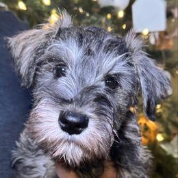 Hazel - Black and silver female Miniature Schnauzer puppy in Akeley, Minnesota from Great Northern Schnauzers