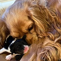 Cocker Spaniels from Gambles Cocker Spaniels