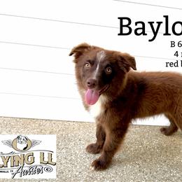 Baylor - Red tri male Miniature Australian Shepherd puppy in Madisonville, Texas from Flying LL Aussies
