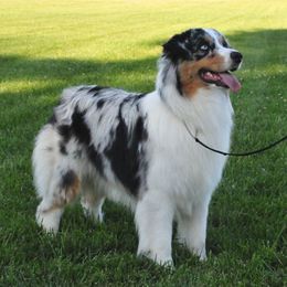 Australian Shepherds from Cobbercrest Australian Shepherds