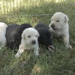 Labrador Retriever Puppies from Milliken Creek Labs