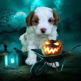 Forrest - Red male Bernedoodle puppy in Newnan, Georgia from Wagging Tailz Pups