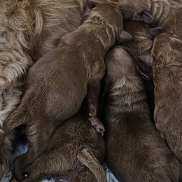 Labradoodles from Sashasdoodles