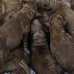 Labradoodles from Sashasdoodles