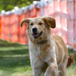 Maggy - Golden Retriever