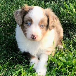 Miniature American Shepherd and Miniature Australian Shepherd Puppies from Idaho Mountain Mini Aussies