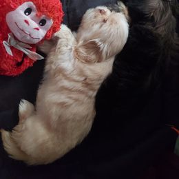 Shih Tzu Puppies from N.F.S.T Imperial ShihTzu Puppies.