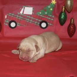 Yellow male - Yellow male Labrador Retriever puppy in Four Oaks, North Carolina from TLC Retrievers