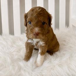 Rocket - Blue Collar - Apricot male Goldendoodle puppy in Huntsville, Alabama from Falcon Ridge Doodles
