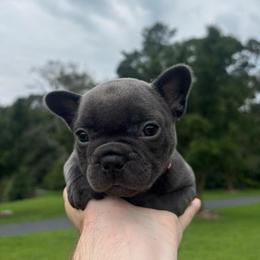 Hazel - Blue female French Bulldog puppy in Salisbury, Maryland from 77 Frenchies Maryland