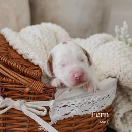 Fern - Parti male Goldendoodle puppy in Salem, Virginia from Aloha Doodles & Poodles