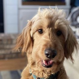 Ellie  - Goldendoodle