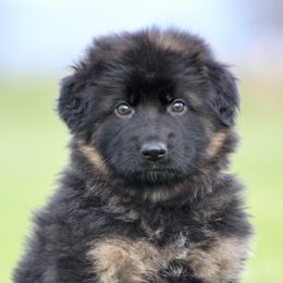 Girl 1 - German Shepherd puppy in Lincoln, California from Bären des Waldes