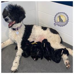 Poodle puppies from Impressive Cartwright Standards