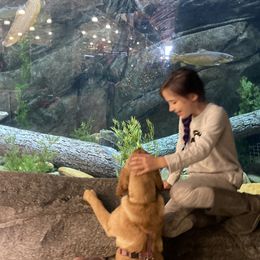 Labrador Retriever Puppies from Spring Water Labs of the Carolinas