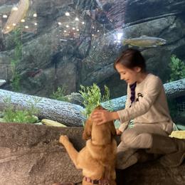 Labrador Retriever Puppies from Spring Water Labs of the Carolinas