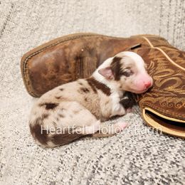 Boy 1 - Australian Shepherd puppy in West Virginia from Heartfelt Hollow Farm