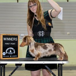 Spruce - Dachshund