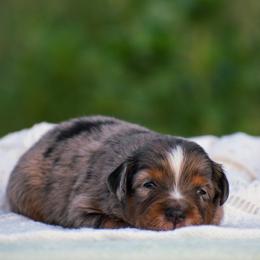 Asher - Blue merle male Miniature American Shepherd puppy in Chocowinity, North Carolina from Foxtail Hollow
