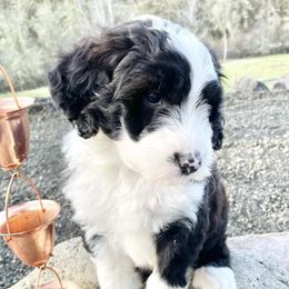 Sheepadoodles from Sharon’s Sheepadoodle’s