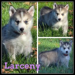 Larceny - Gray and white female Siberian Husky puppy in Merrill, Michigan from Haase Family Kennels