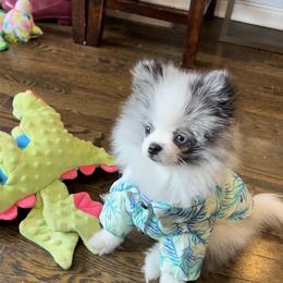 Pomeranian Puppies from Somos Pomeranians | Selectively Bred Puppies