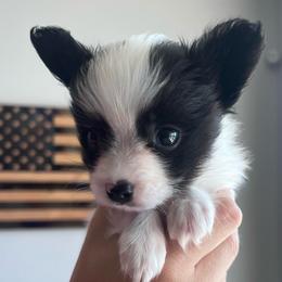 Uno - White and black male Papillon puppy in Tulsa, Oklahoma from Peppy Papillons