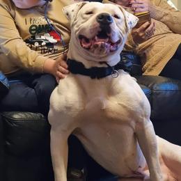 American Bulldog Puppies from King Ranch Kennels