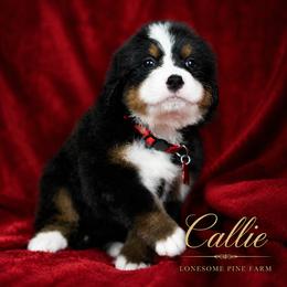 Callie - Tri-color female Bernese Mountain Dog puppy in Soldiers Grove, Wisconsin from Lonesome Pine Farm