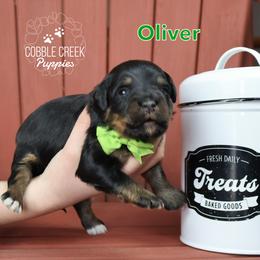 Oliver - Tri-color male Bernedoodle puppy in Heyworth, Illinois from Cobble Creek Puppies