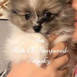 Pomsky Puppies from The Posh & Pampered Pomsky