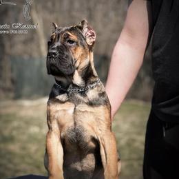 Kara - Cane Corso