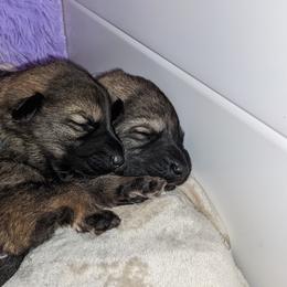 German Shepherd Puppies from Reign Land