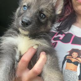 Harry Potter - Agouti and white male Siberian Husky puppy in Jasper, Alabama from Sophia's Siberian Huskies