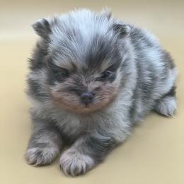 Gucci - Blue merle male Pomeranian puppy in Brentwood, California from Royalpawpoms