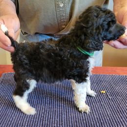 Poodle Puppies from Chapel Hill Poodles