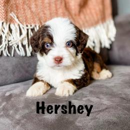 Hershey - Brown and white male Bernedoodle puppy in Hudson, Indiana from TurkeyCreek-K9