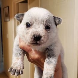 Eyeliner plain - Blue mottled female Australian Cattle Dog puppy in Lenoir, North Carolina from Blue Coyote Ranch