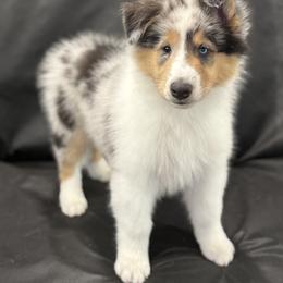 Inti - Blue merle white and tan male Collie puppy in Linden, New Jersey from Juan's Biewer Terriers and Collies