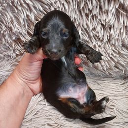FAITH - BLACK and TAN - Black and tan female Dachshund puppy in Swink, Oklahoma from Palali Farm