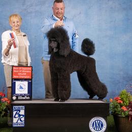Gina - Poodle