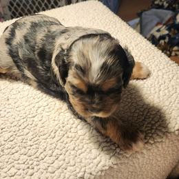 Jay-lo - Black and tan female Cocker Spaniel puppy in Westminster, South Carolina from Hartwell Cocker Spaniel Kennel