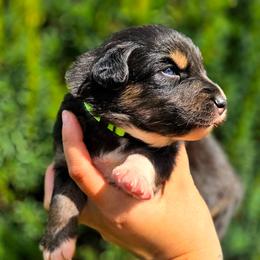 Chucky - Black tri-color male Australian Shepherd puppy in Salem, Oregon from Steady Aim Aussies
