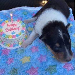 Roux - Black white and tan male Collie puppy in Carencro, Louisiana from Cajun Bayou's Collies LLC