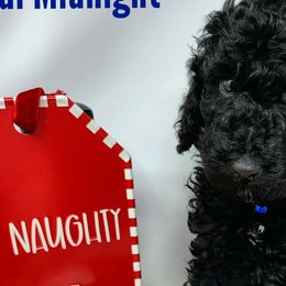 MIDNIGHT - Poodle puppy in Selinsgrove, Pennsylvania from Poodle Paws and Puppies