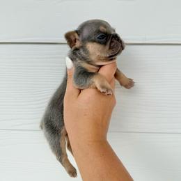 Orange Boy - Black and tan male French Bulldog puppy in Dawsonville, Georgia from Baros Kennel
