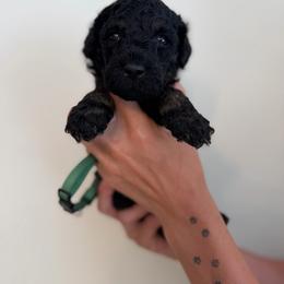 KJ - Phantom female Poodle puppy in Ponce De Leon, Florida from Above the Standard Dogs