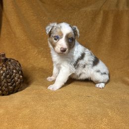 Red Merle boy - Red merle male Australian Shepherd puppy in Clinton, Tennessee from Liza’s Aussies & Poms