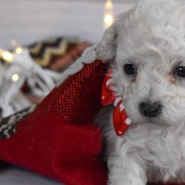 Poodles from Saturnalia Kennels