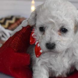 Poodles from Saturnalia Kennels